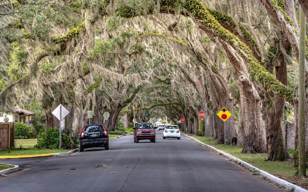 Quiet street lined with live oaks draped in Spanish moss