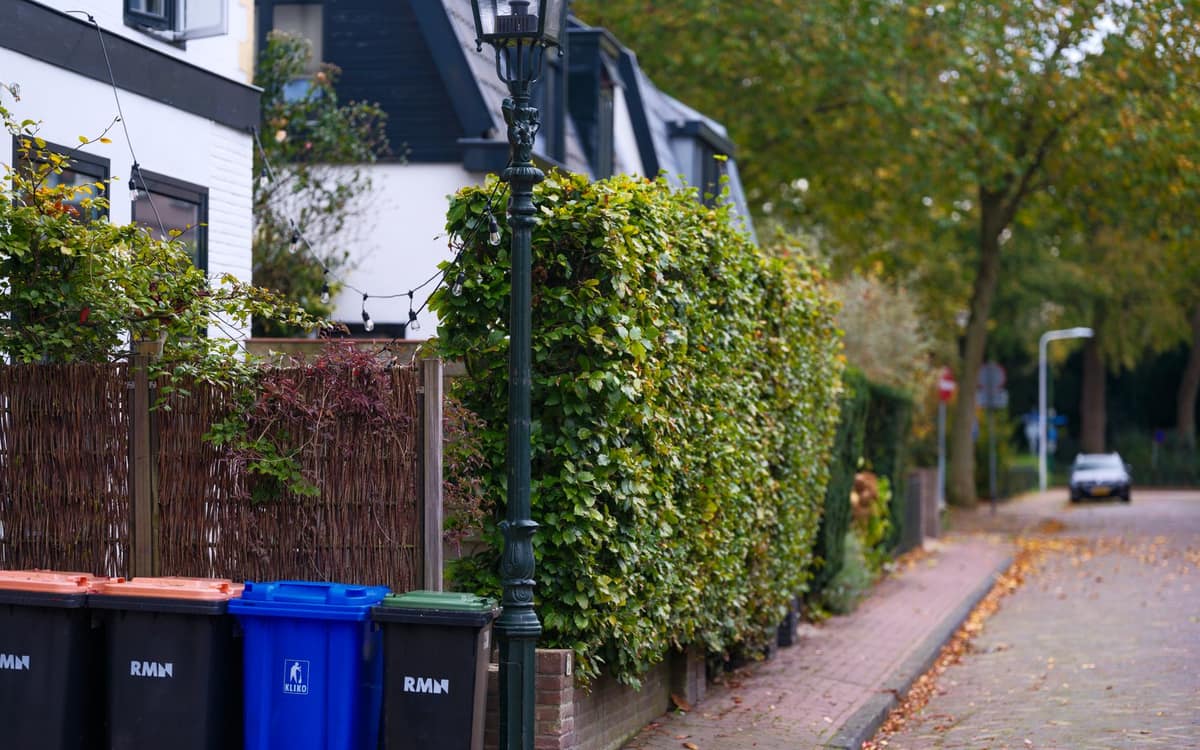 Recycling bins set out along a quiet residential street lined with trees
